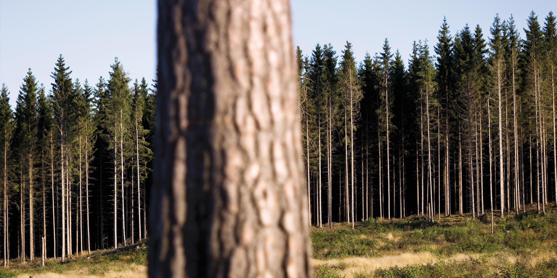 Gå en grundkurs i skogsbruk