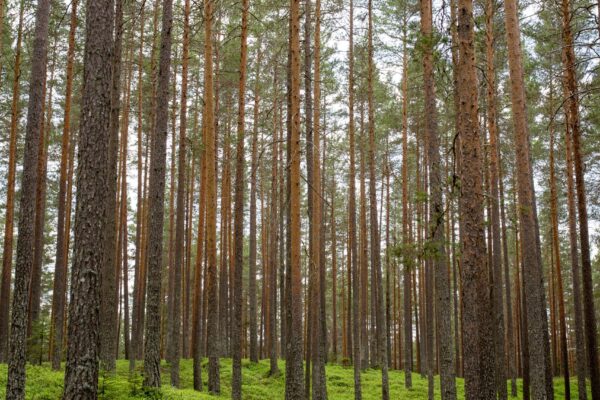 Skog ekonomisk rådgivning
