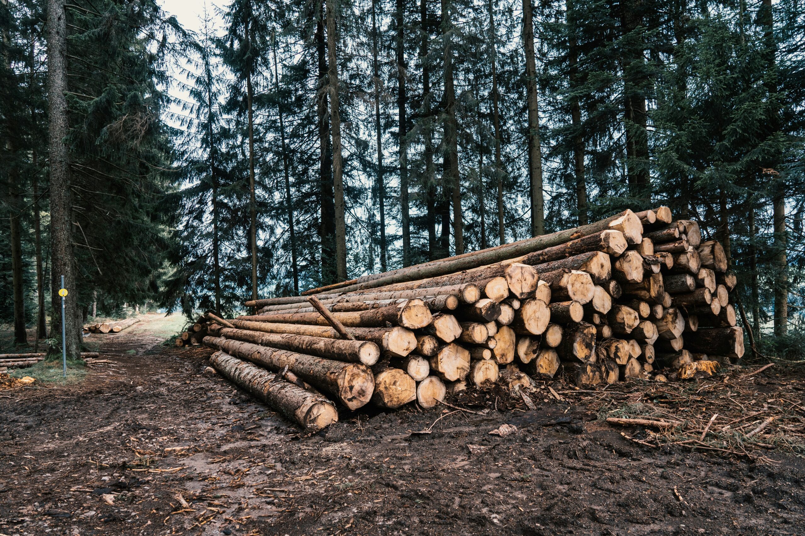 Massaved i hög - Optimera din skog – analys och översyn är värdefullt för de flesta skogsägare, men särskilt för dig som äger skog på distans
