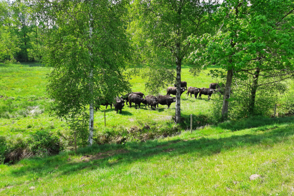 En grupp vattenbufflar betar i en grönskande våtmarksliknande hagmark omgiven av lövträd. Solen lyser över det frodiga landskapet, vilket förstärker känslan av sommar och naturvård i praktiken.